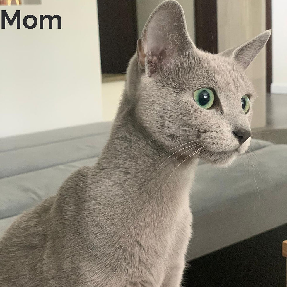 Thumbnail: Russian blue