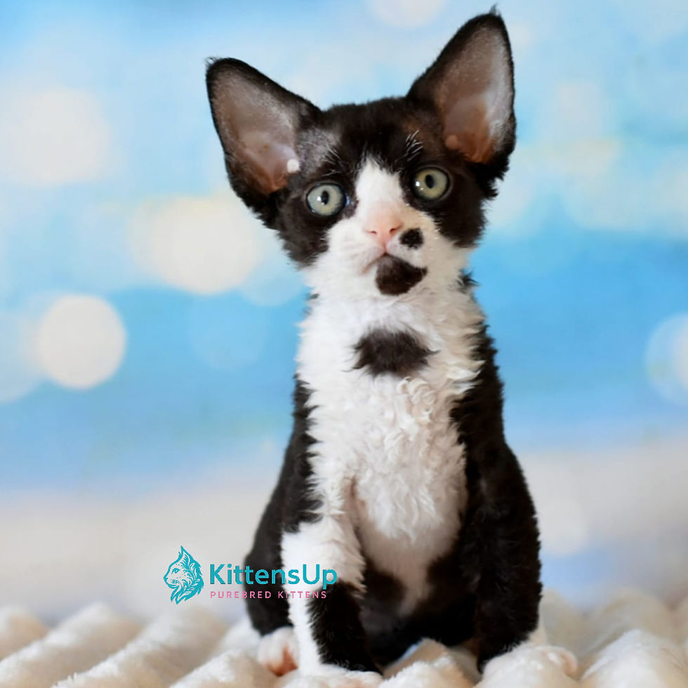 Devon Rex