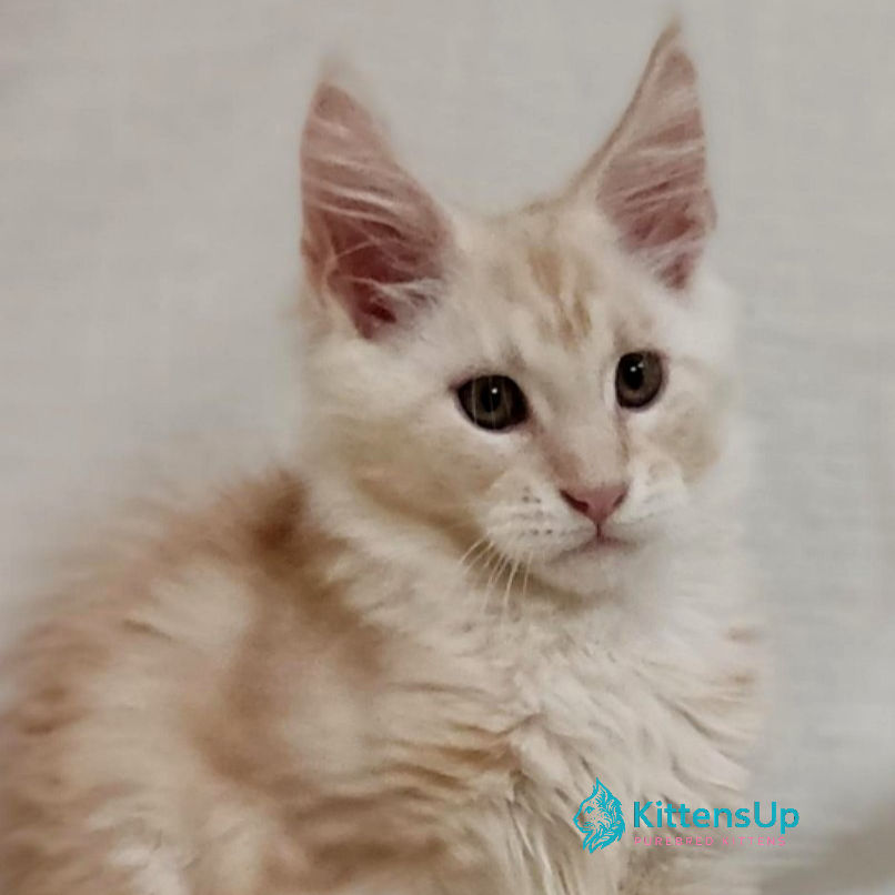 Thumbnail: Maine Coon