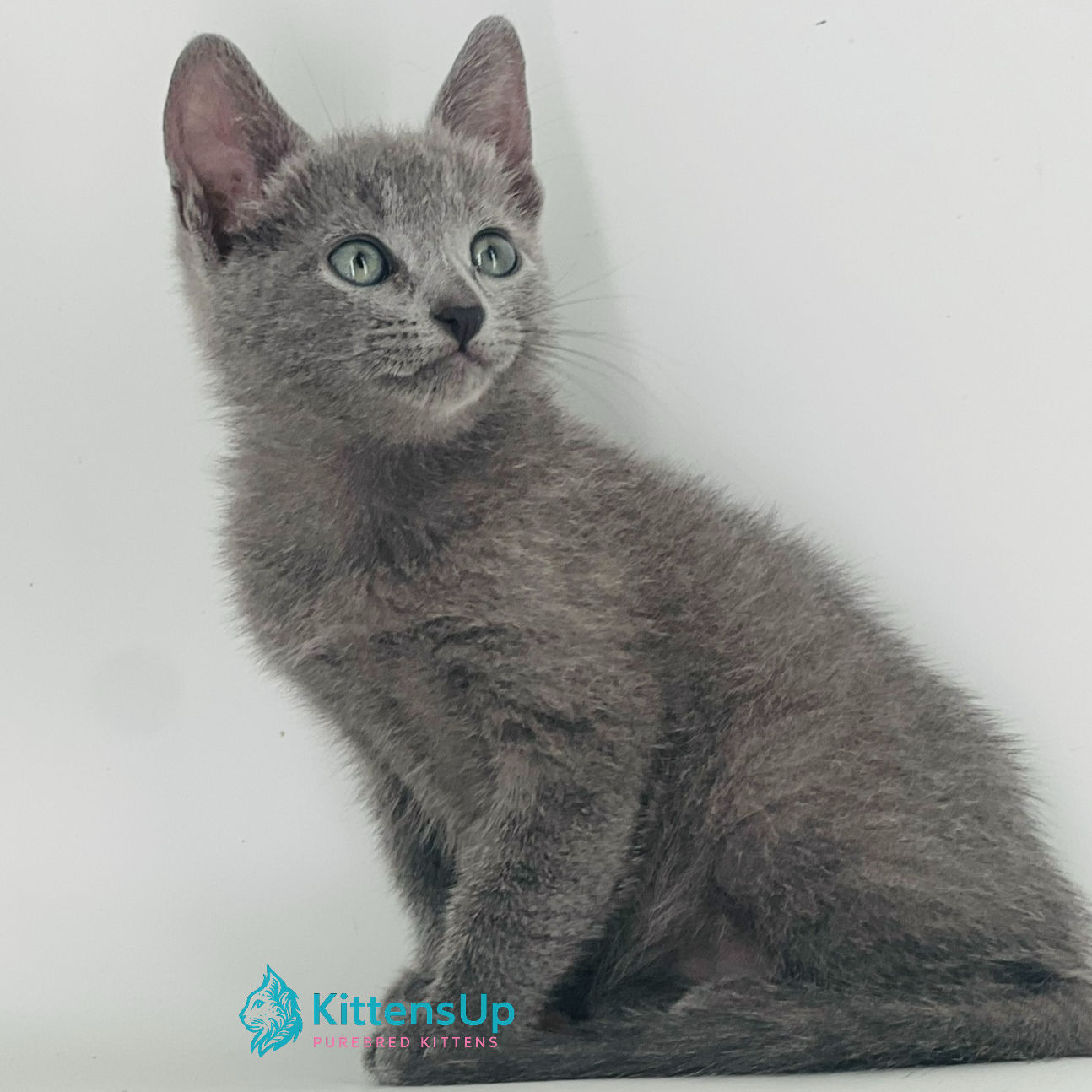 Russian blue