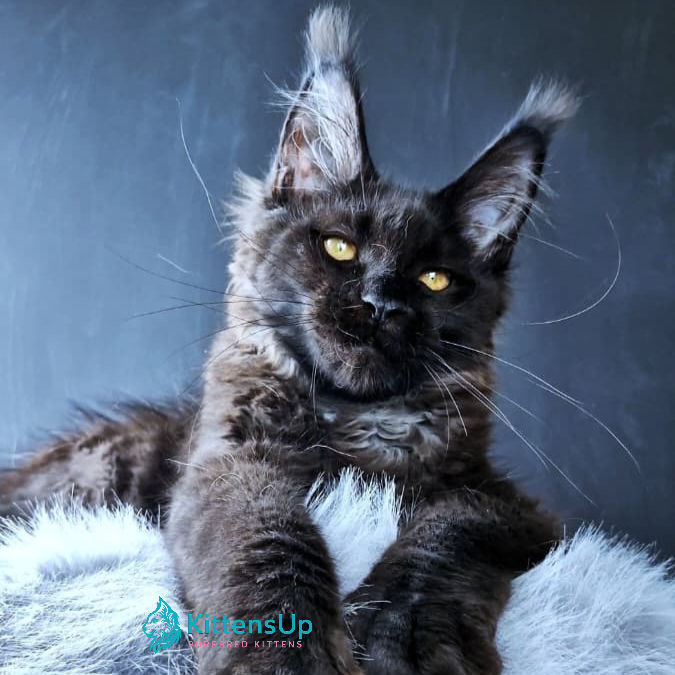 Thumbnail: 1041 Kristal Lux (R) Maine Coon female kitten