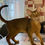 Thumbnail: 108 Ben (U) purebred Abyssinian male kitten