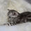 Thumbnail: 206 Yoshi (U) Scottish straight shorthair male kitten