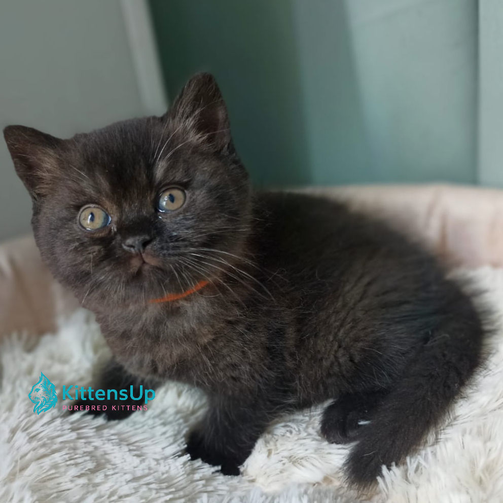 British shorthair