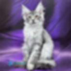 Thumbnail: Maine Coon