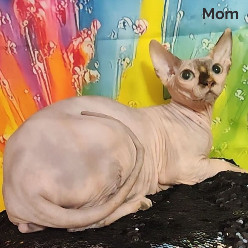 Thumbnail: 062 Michelle (U) Sphynx female kitten
