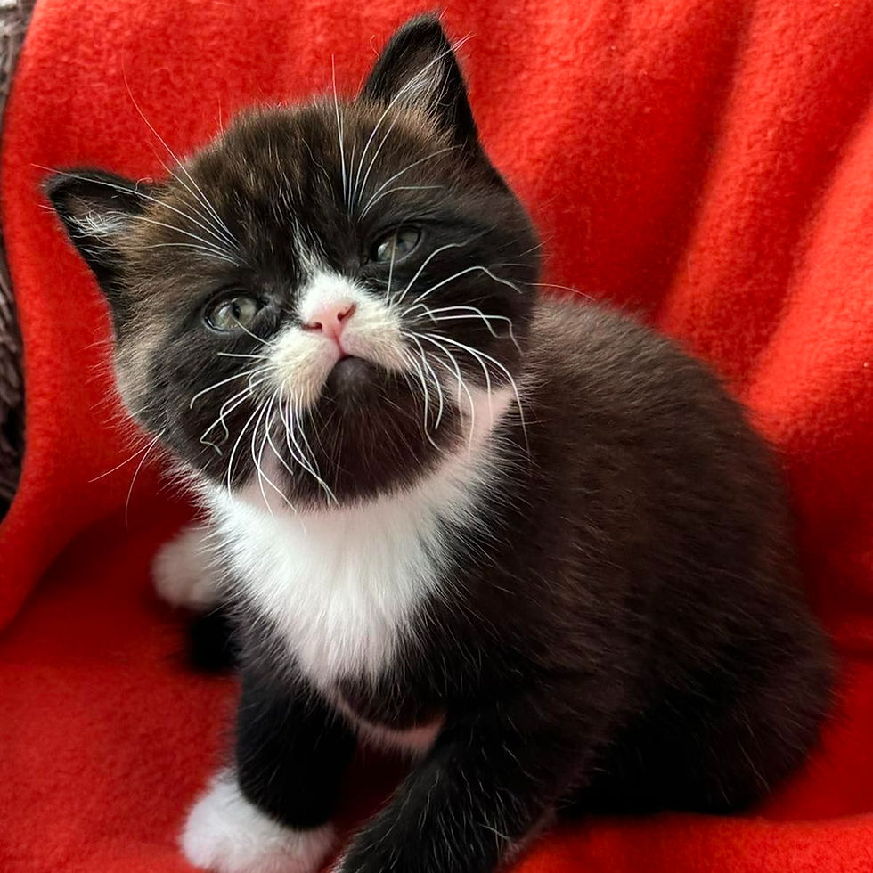 Thumbnail: 484 Yan (U) Scottish Straight shorthair male kitten