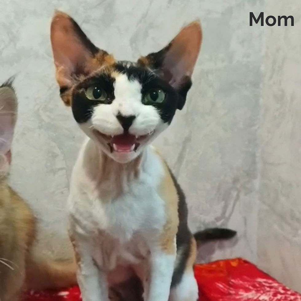 Thumbnail: 048 Edison (R) Devon Rex male kitten