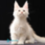 Maine Coon