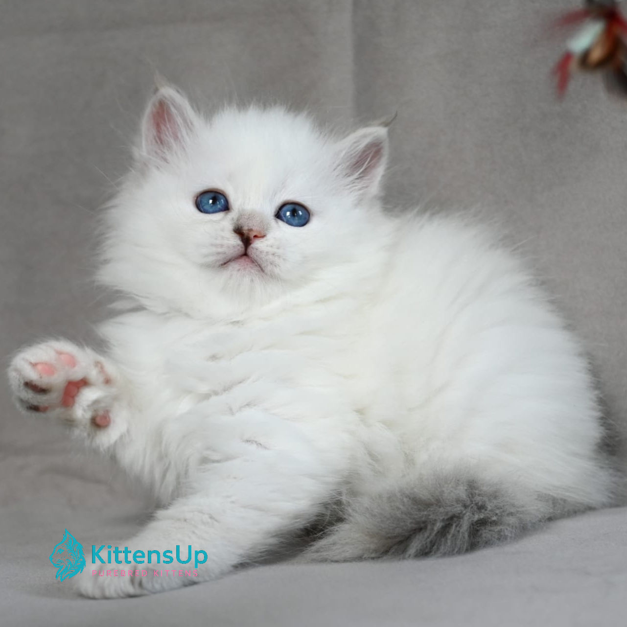 Siberian