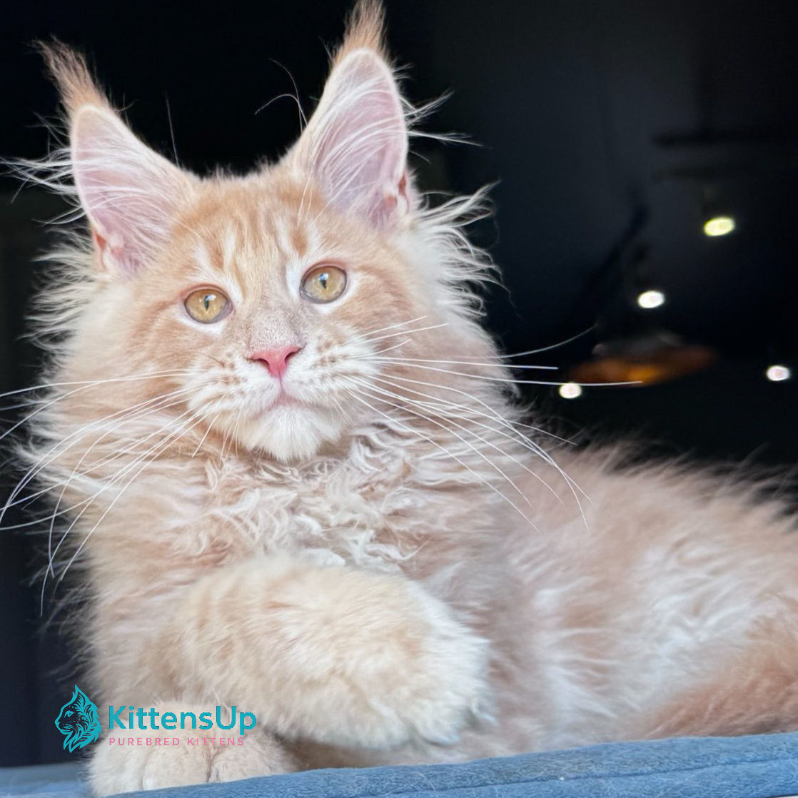 Maine Coon