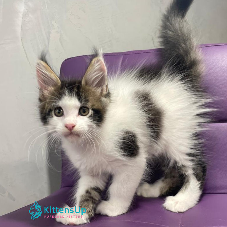 Maine Coon