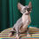 Thumbnail: 132 Leia (U) Sphynx female kitten