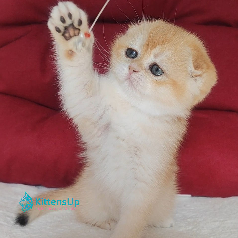 Scottish Fold