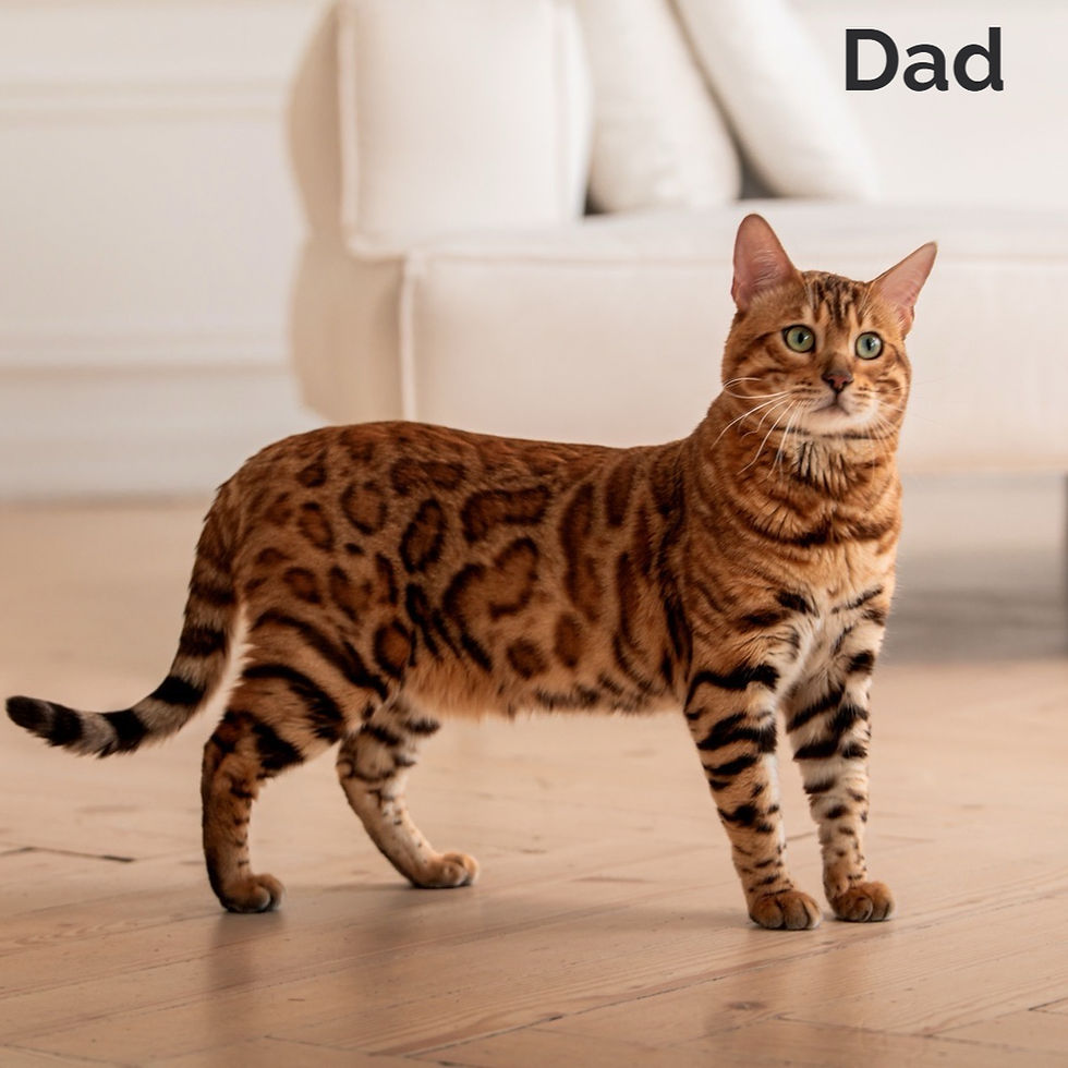 Thumbnail: Bengal