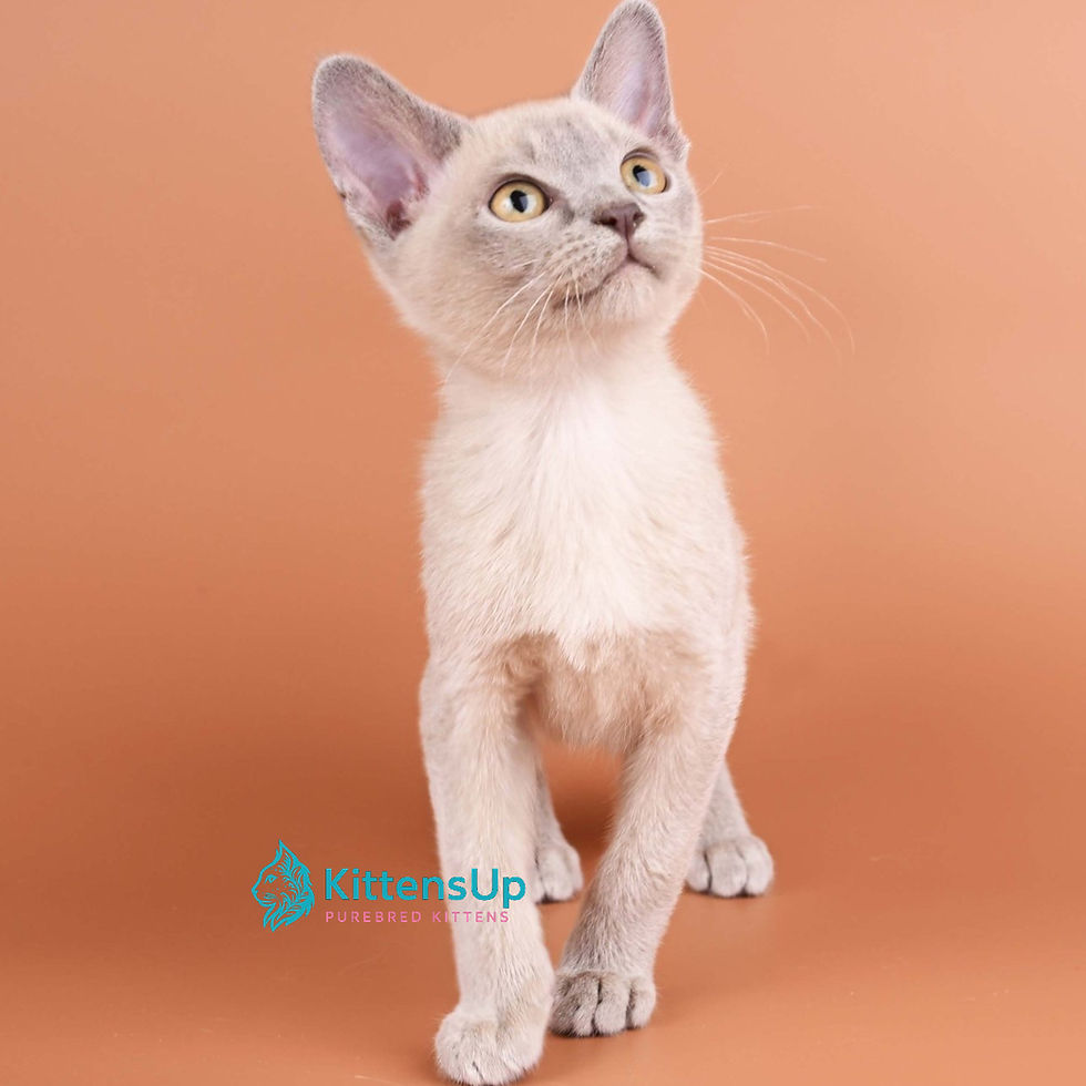 Thumbnail: Burmese