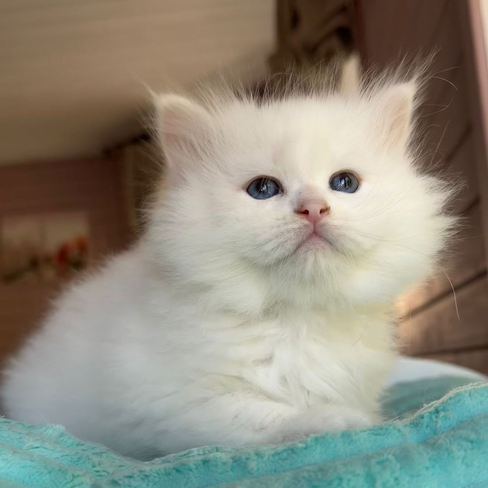 Thumbnail: 425 Onyx (R) Siberian male kitten