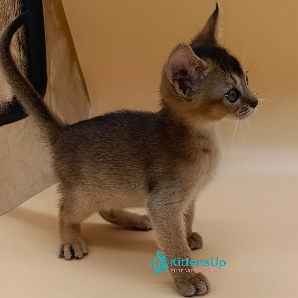 Thumbnail: Abyssinian