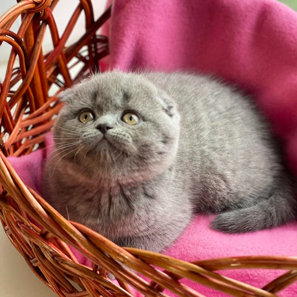 Thumbnail: 009 Olivia (U) Scottish fold shorthair female kitten