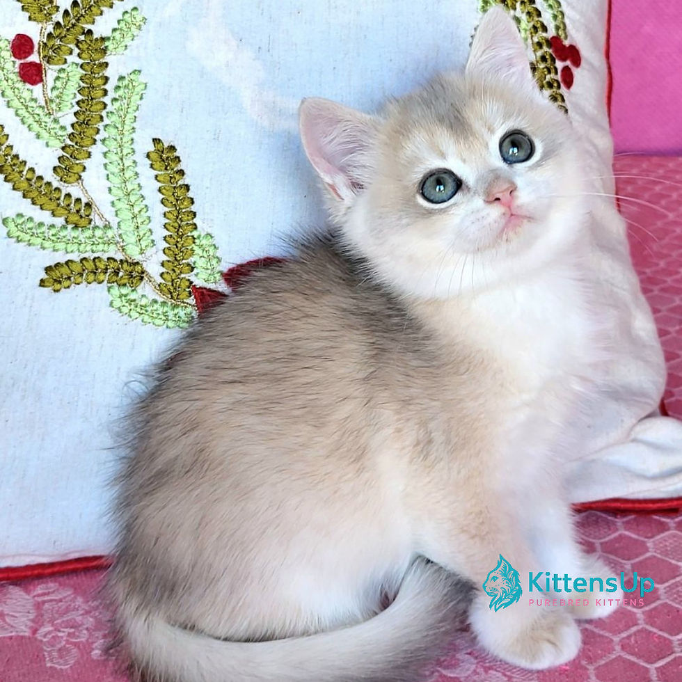 British shorthair