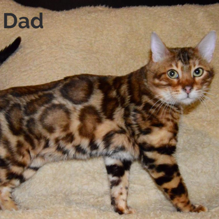 Thumbnail: Bengal