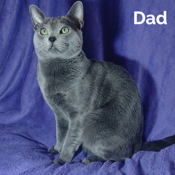 Thumbnail: Russian blue