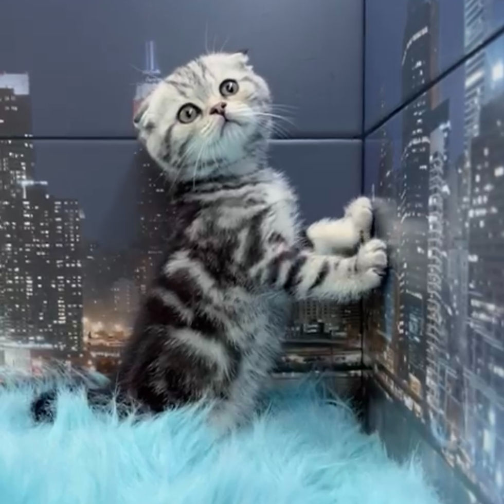 Thumbnail: 368 Alisa (U) Scottish Fold shorthair female kitten