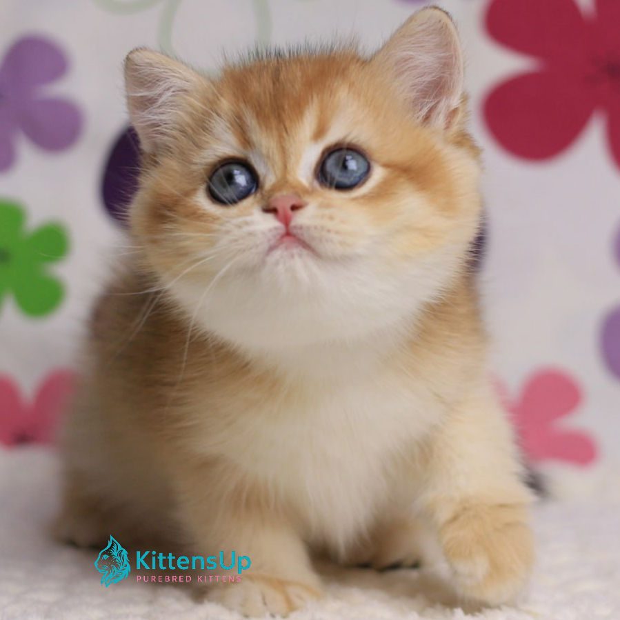 British shorthair