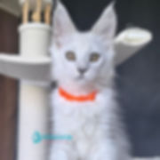 Maine Coon