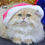 Thumbnail: 904 Timur (U) British longhair male kitten
