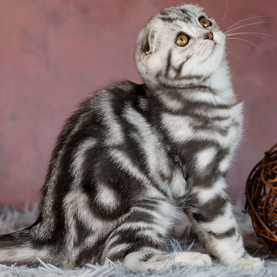 Scottish fold