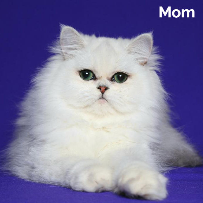Thumbnail: 234 Hanna (U) Persian longhair female kitten