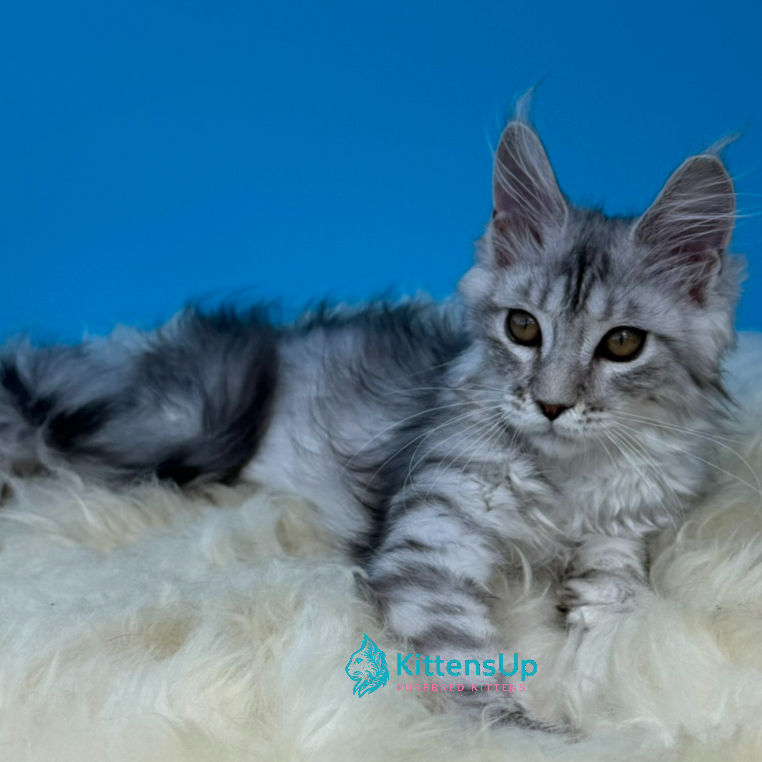 Maine Coon