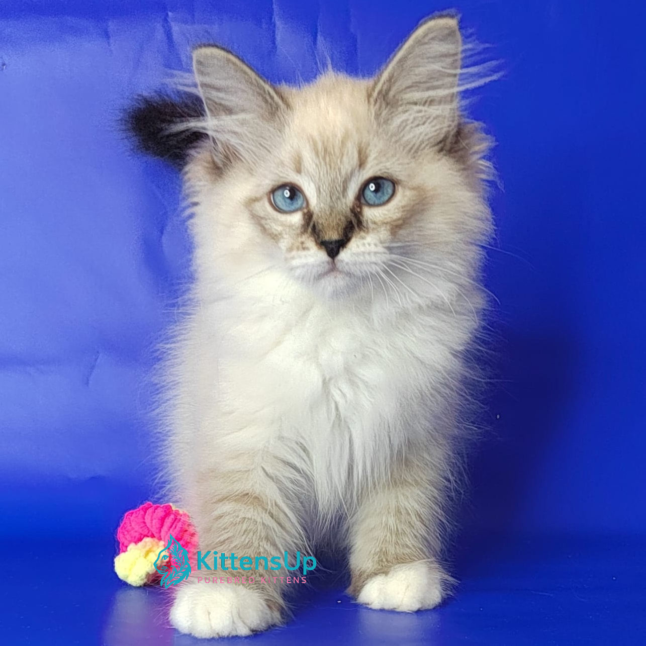 Siberian