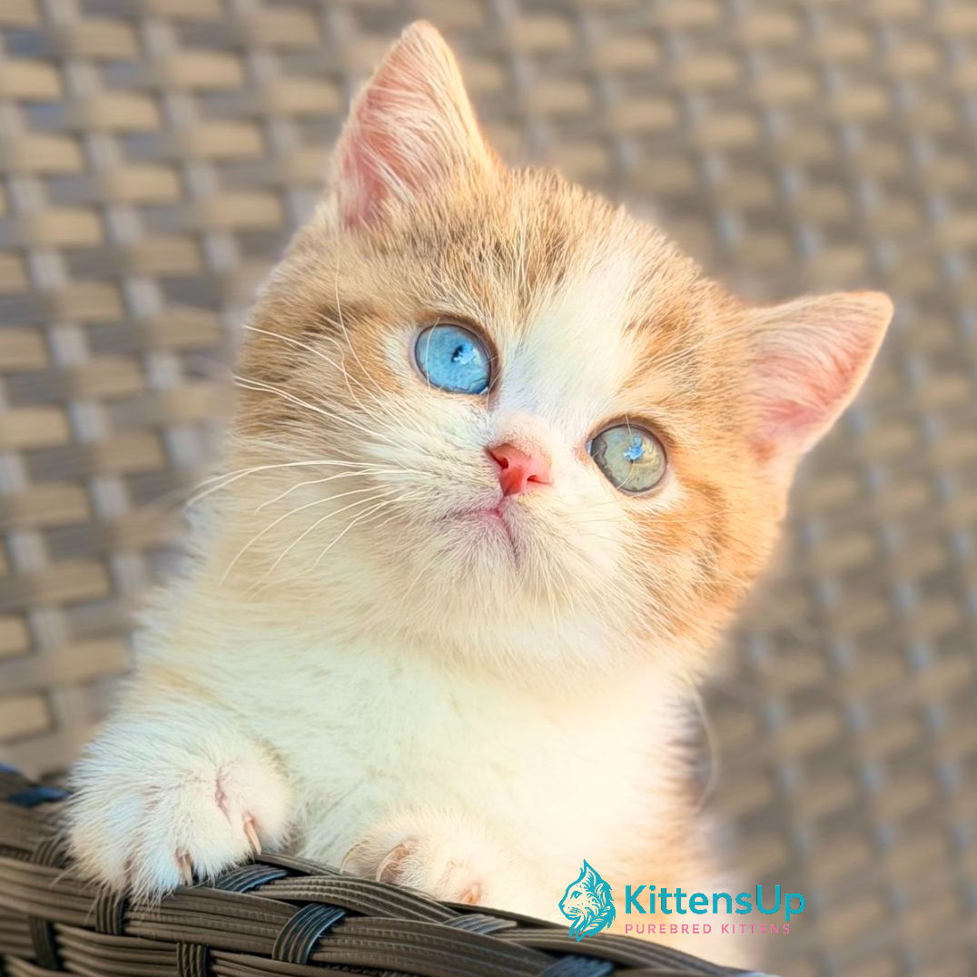 693 Busheron (U) British kitten male kitten