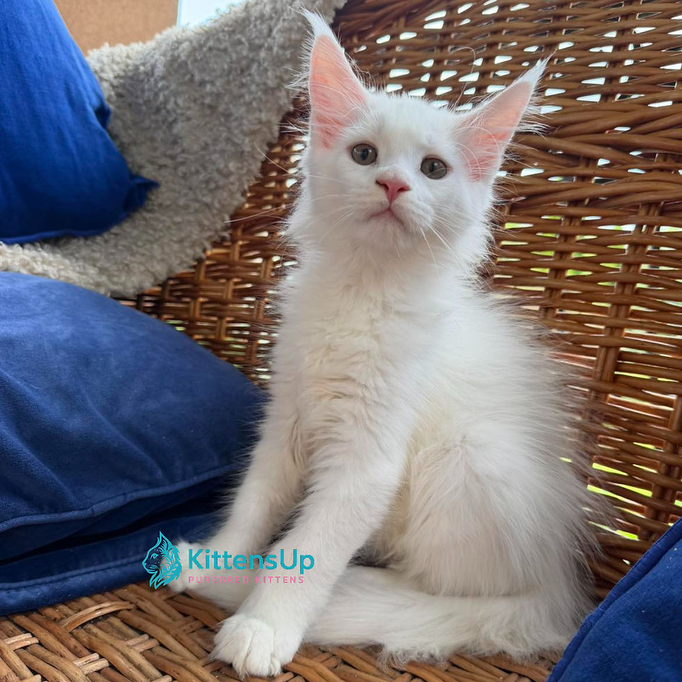 Maine Coon