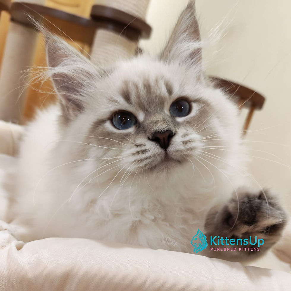 Siberian