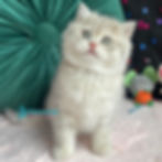 British shorthair