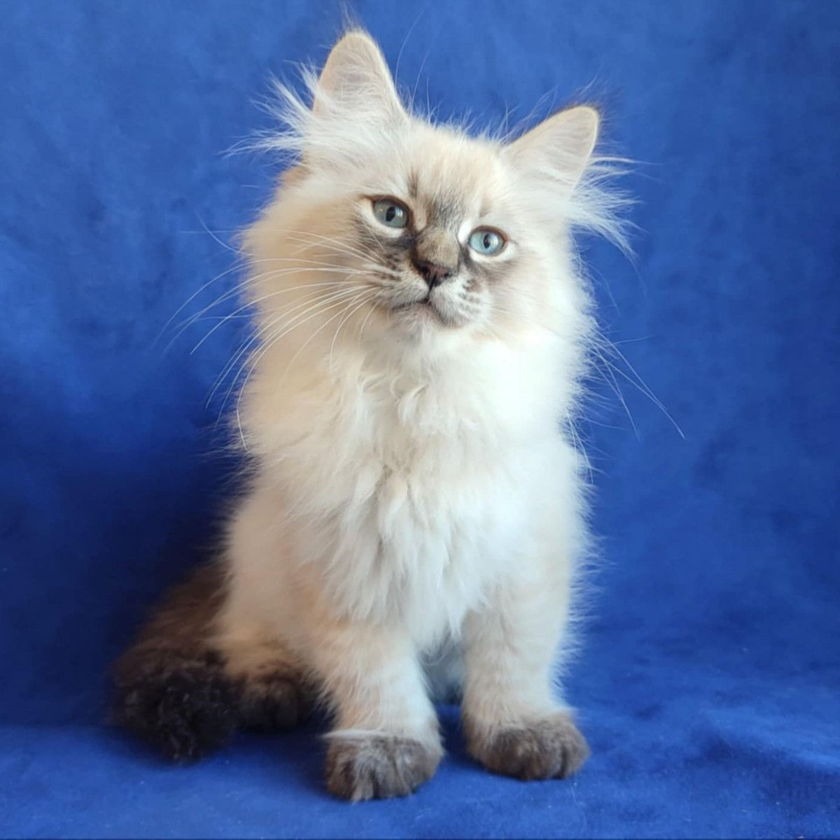 431 Tadey (U) Siberian male kitten