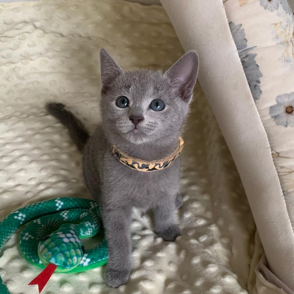 Thumbnail: 519 Zizi (PL) purebred Russian blue female kitten