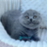 Scottish Fold