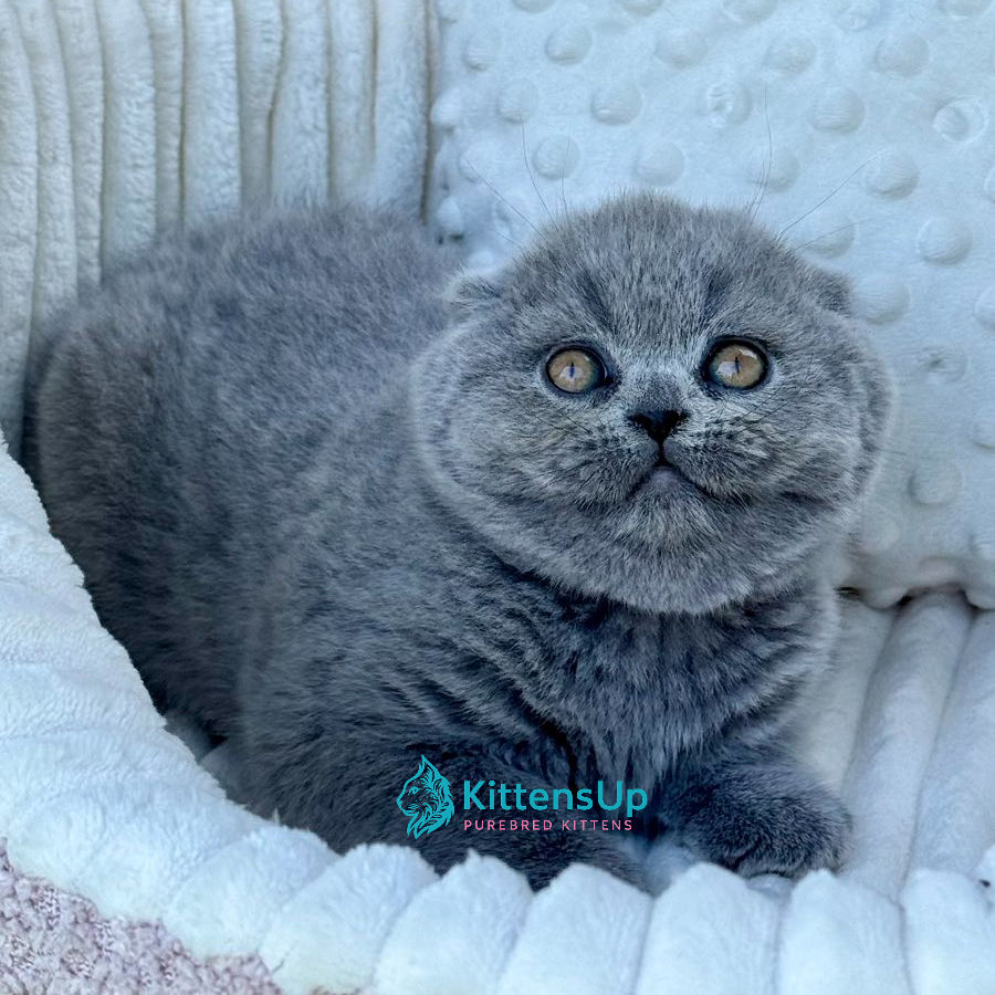 Thumbnail: Scottish Fold