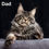 Thumbnail: 1196 Ivolga (R) Maine Coon male kitten