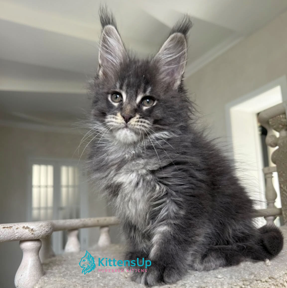 Maine Coon