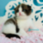 Thumbnail: Scottish Fold