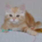 Siberian