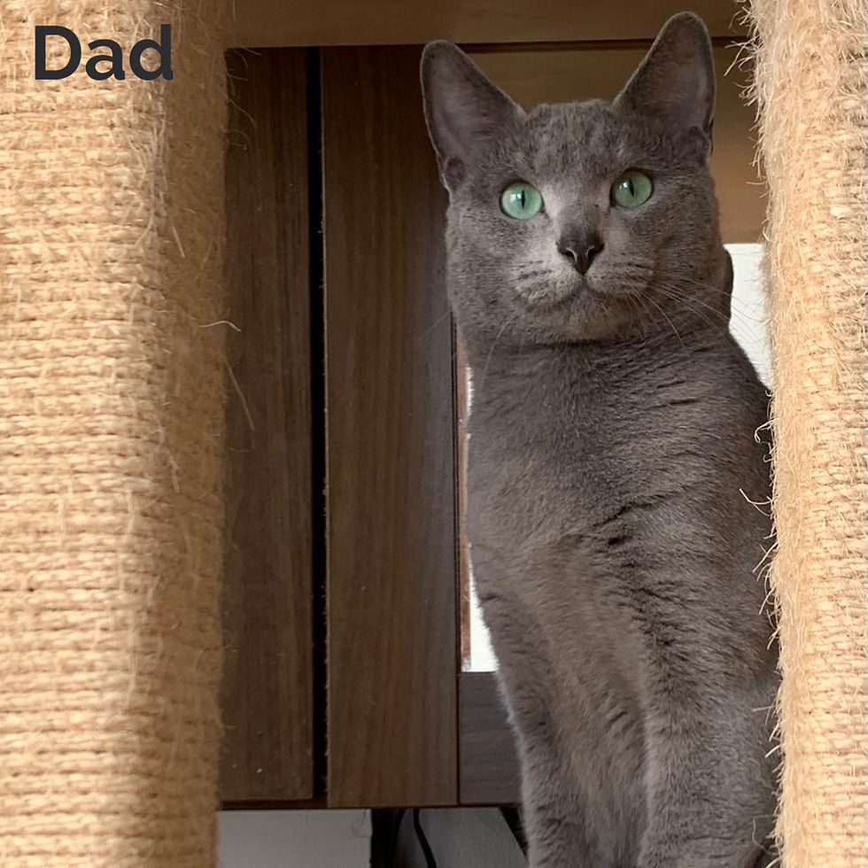 Thumbnail: Russian blue