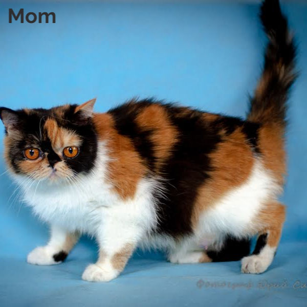 Thumbnail: 070Yuna (U) Exotic shorthair female kitten