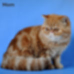 Thumbnail: 194 Fanta (U) Exotic shorthair female kitten
