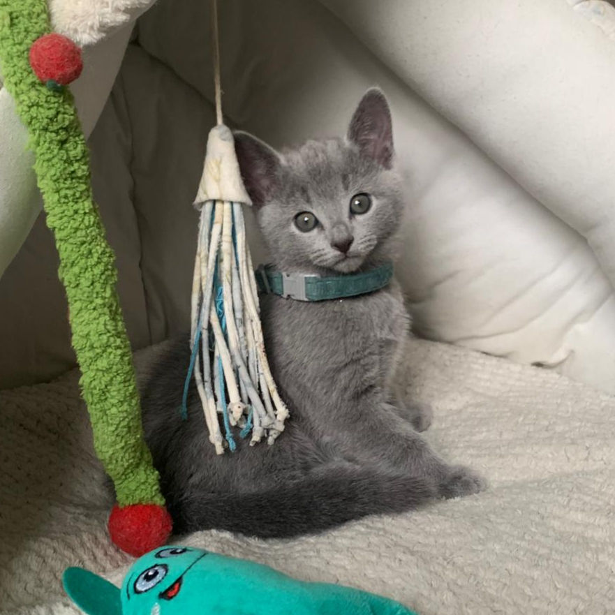 Thumbnail: 047 Bella (PL) purebred Russian blue female kitten